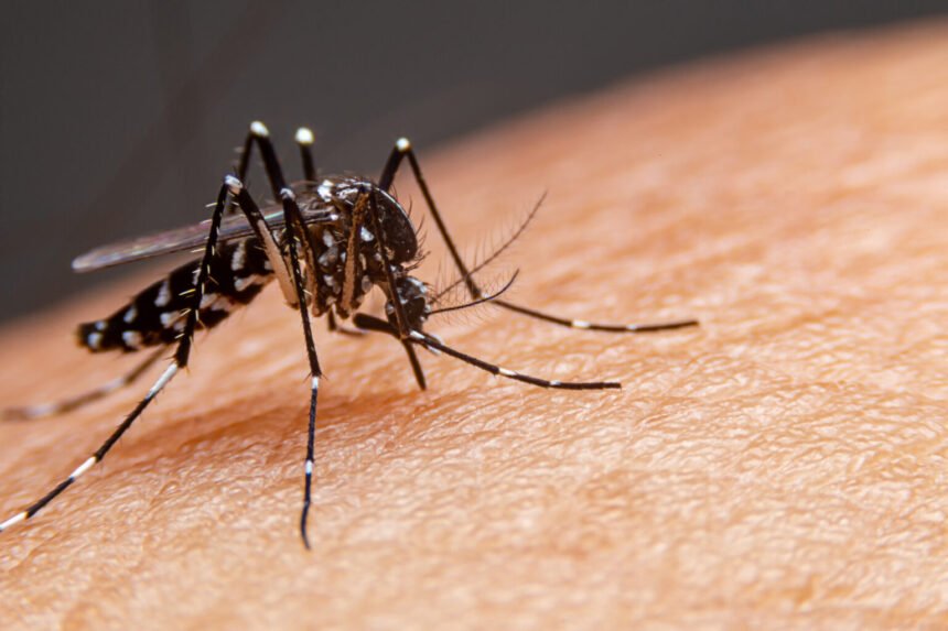 Itapema reforça diagnósticos de dengue com testes rápidos