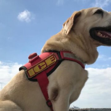 Cão-herói do Corpo de Bombeiros ganhará monumento em Itajaí