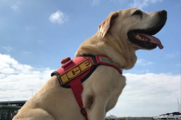 Cão-herói do Corpo de Bombeiros ganhará monumento em Itajaí