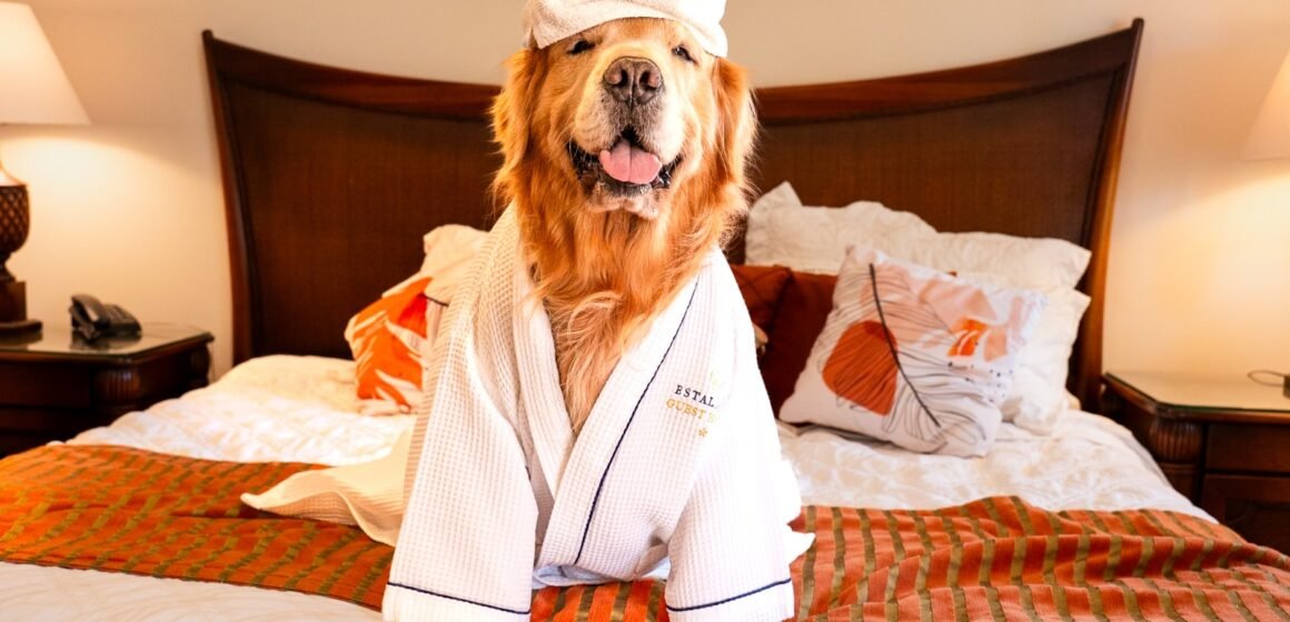 Férias com o pet ganham destaque e Estaleiro Guest House se consolida como destino pet friendly em Balneário Camboriú