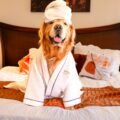 Férias com o pet ganham destaque e Estaleiro Guest House se consolida como destino pet friendly em Balneário Camboriú