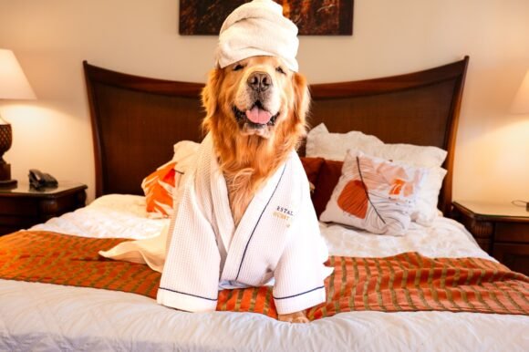 Férias com o pet ganham destaque e Estaleiro Guest House se consolida como destino pet friendly em Balneário Camboriú