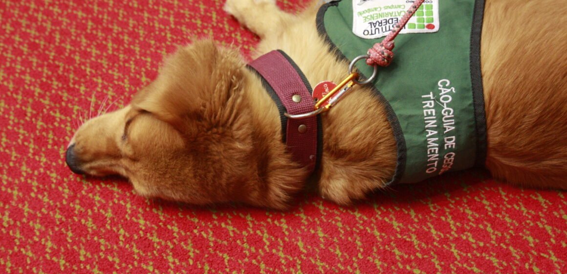 IFC Camboriú realiza assinatura de parcerias com ministérios e apresenta ninhada de futuros cães-guia