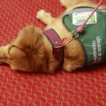 IFC Camboriú realiza assinatura de parcerias com ministérios e apresenta ninhada de futuros cães-guia